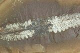 Fossil Fern (Pecopteris) - Mazon Creek #121026-1